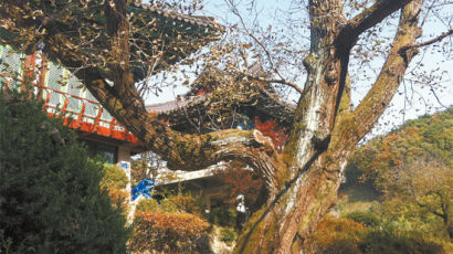 수령 400년 된 천연기념물 호두나무 광덕사서 위용 뽐내
