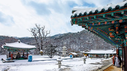 우람한 저 천년 은행, 얼마나 많은 중생을 보듬었을까