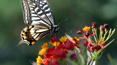 [사진] 봄의 전령 나비