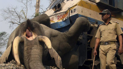 [사진] 기차사고로 죽은 코끼리