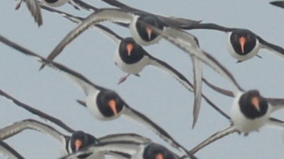 [사진] 검은머리 물떼새의 봄맞이 비행