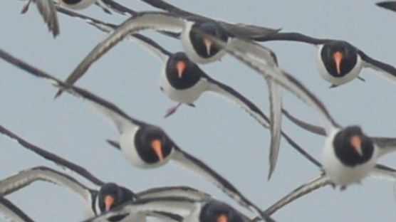 [사진] 검은머리 물떼새의 봄맞이 비행