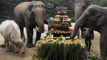 [사진] 인도 코끼리와 태국 코끼리의 다른 삶