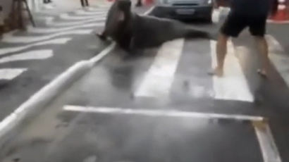 3m '바다 코끼리'가 도로에…교통 마비 