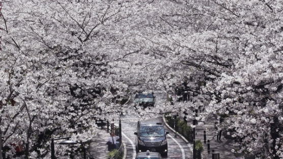 [사진] 일본의 봄풍경 두 모습