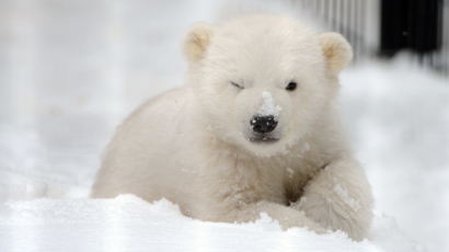 [사진] 엄마 잃은 새끼 백곰 '칼리'의 윙크