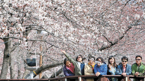 [사진] 진해는 벚꽃천지 