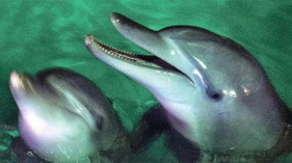 불법 포획된 돌고래는 장물 … 4마리 방류 결정
