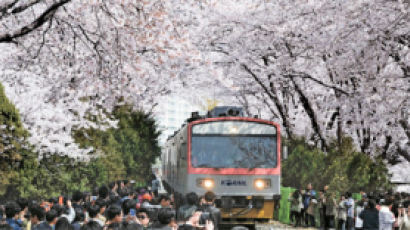[사진] 벚꽃대궐 진해 오늘 군항제 개막 