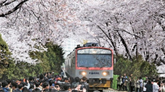 [사진] 벚꽃대궐 진해 오늘 군항제 개막 