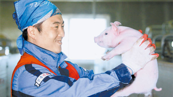 유황 사료로 돼지 길러 ‘맛있다’ 입소문 … 연 매출 12억원