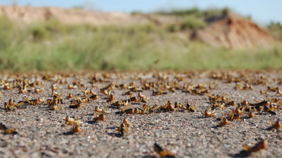 [사진] 메뚜기떼 피해입은 마다가스카르 농업