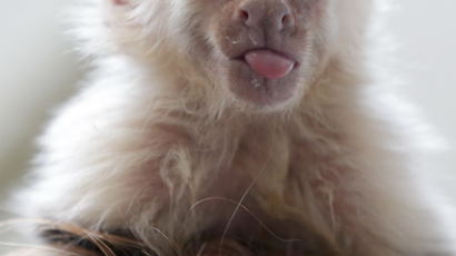 [사진] 혼자 남은 저스틴 비버의 애완 원숭이