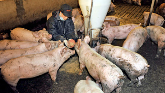 “돼지 1마리당 12만원 손해 … 더 이상 못 버텨”