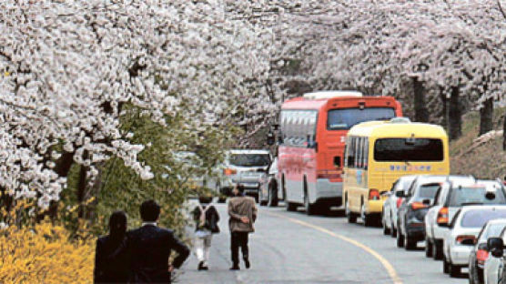 봄비 후엔 늦어요, 섬진강변 ‘벚꽃 엔딩’