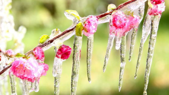 [사진] 얼음 매달린 봄꽃들