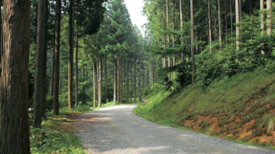 강변 산책길 걷고 50년생 편백나무 삼림욕 즐기세요