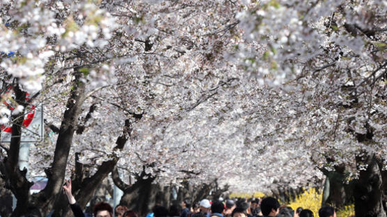 [사진] 하늘 가린 여의도 벚꽃 터널