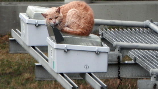 [사진] 구사일생으로 살아난 고양이