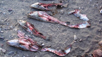 [사진] 희귀물고기 부레 밀수출업자 구속