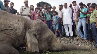 [사진] 기차충돌 사고로 죽은 코끼리