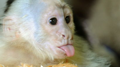 [사진] 저스틴 비버에게 버림받은 원숭이 몰리