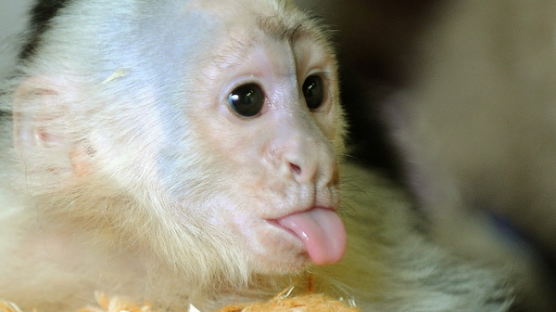 [사진] 저스틴 비버에게 버림받은 원숭이 몰리