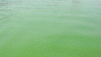 [사진] 기흥 호수 녹조 비상