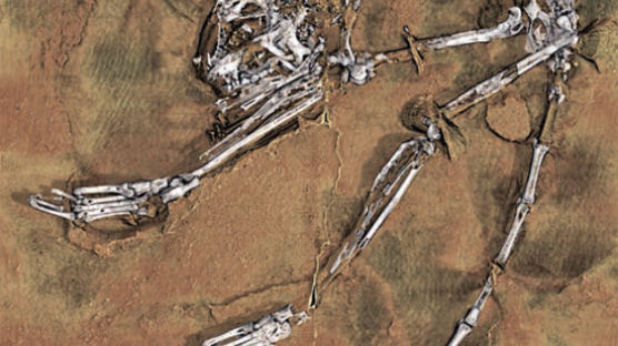[사진] 중국서 5580만 년 전 원숭이 화석 발견된 것 중 가장 오래된 영장류