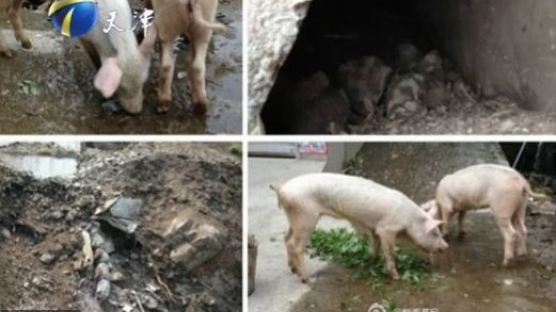 중국 지진 매몰 돼지 발견, 45일만에 살아 돌아와 '뼈만 앙상'