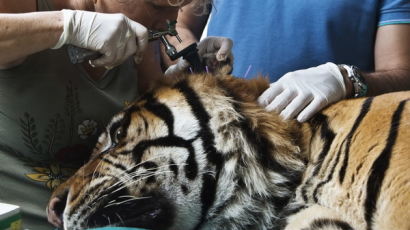 [사진] 침술치료 받는 호랑이