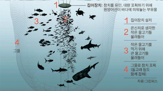 한국 '물고기 덫'으로 참치 싹쓸이한다는데 …