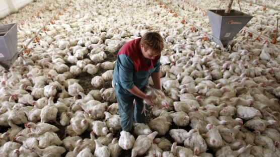 [사진] 벨라루스의 대형 닭고기 생산공장
