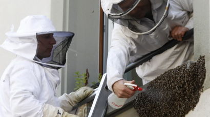 [사진] 꿀벌 군집 제거하는 소방관