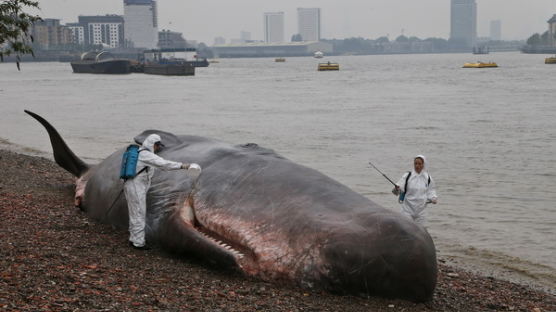 [사진] 영국 템즈강변에 등장한 향유고래