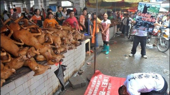"개 10만마리 도살"…중국 '개고기 축제' 논란