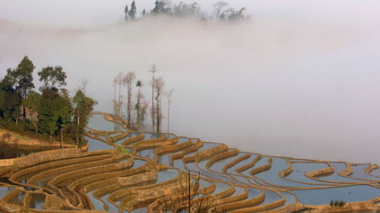 [사진] 세계문화유산에 등재된 중국의 계단식 논