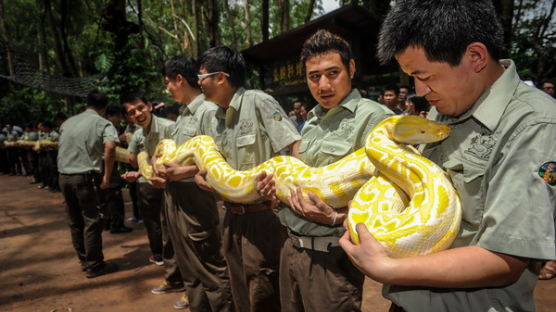 [사진] 황금비단뱀이 된 버마비단뱀