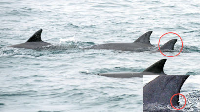 [사진] 그물서 탈출한 삼팔이 찾았다 … 다른 남방큰돌고래와 잘 적응