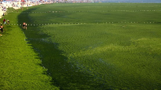 [사진] 녹조류가 점거한 중국 칭타오 해변