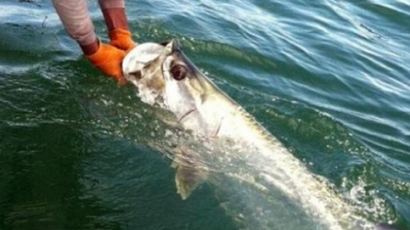 167㎏ 전설의 물고기…몸길이 2.4m '괴물 타폰' 잡혔다