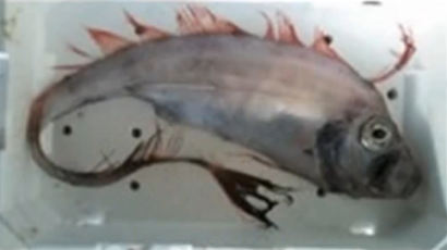 여수 괴물 물고기의 정체는 '홍투라치'