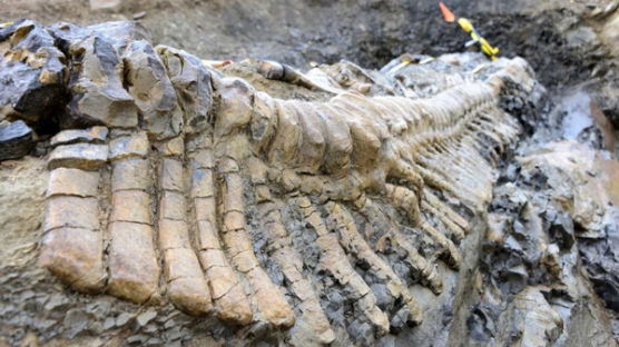 [사진] 완벽하게 발굴된 오리주둥이공룡 꼬리뼈