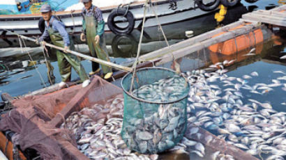 [사진] 남해안 덮친 적조 … 양식 물고기 244만 마리 폐사