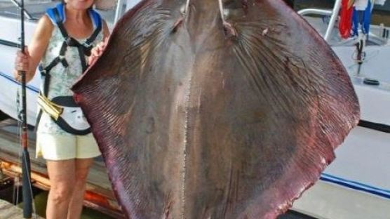 84kg 괴물 독가오리, 60대 할머니가 잡은 '거대 가오리' 놀라운 크기