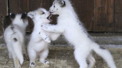 [사진] 눈처럼 하얀 아기 북극여우들 ‘개야? 여우야?’ 
