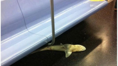 미국 지하철 상어 발견, "의자 밑에서…' 승객들 대피 소동