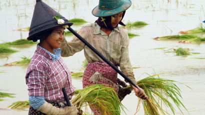 [사진] 우리와 다른 미얀마의 모내기