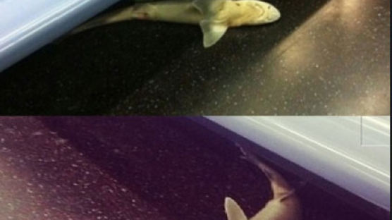 美 지하철 상어 발견 "지하철 좌석 밑에서 죽은 상어가…"