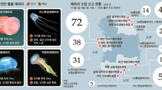 폭염 타고 북상, 독성 해파리 전국 습격
